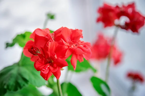 Fleurs de géranium rouge délicates. Floraison des plantes d'intérieur close-up — Photo