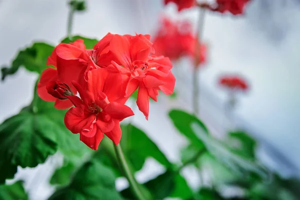 Fleurs de géranium rouge délicates. Floraison des plantes d'intérieur close-up — Photo