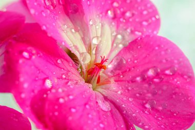 Yaprakları üzerinde çiy veya su damlaları ile Pembe sardunya çiçek. Kapalı tesislerin tam ekran yakın çekim.