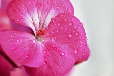 Yaprakları üzerinde çiy veya su damlaları ile Pembe sardunya çiçek. Açık arka planda kapalı bitkilerin yakın çekim