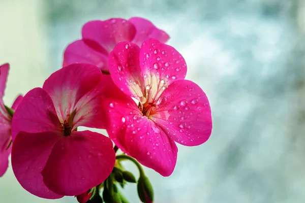 Fleur de géranium rose avec gouttes de rosée ou d'eau sur les pétales. Gros plan des plantes d'intérieur sur un fond clair — Photo