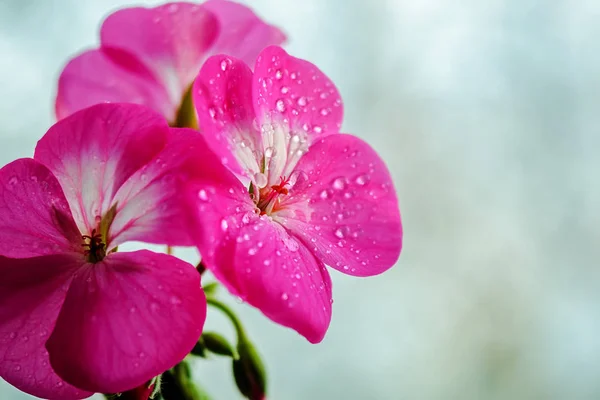 Fleur de géranium rose avec gouttes de rosée ou d'eau sur les pétales. Gros plan des plantes d'intérieur sur un fond clair — Photo