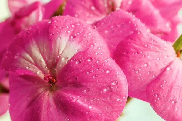 Fleur de géranium rose avec gouttes de rosée ou d'eau sur les pétales. Gros plan des plantes d'intérieur sur un fond clair — Photo