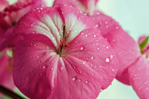 Fleur de géranium rose avec gouttes de rosée ou d'eau sur les pétales. Gros plan des plantes d'intérieur sur un fond clair — Photo