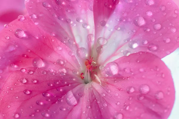 Fleur de géranium rose avec gouttes de rosée ou d'eau sur les pétales. Gros plan des plantes d'intérieur en plein écran . — Photo