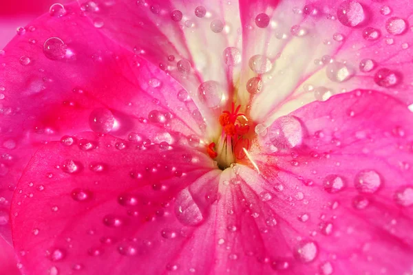 Pink geranium flower with drops of dew or water on the petals. Close-up of indoor plants in full screen. — Stock Photo, Image