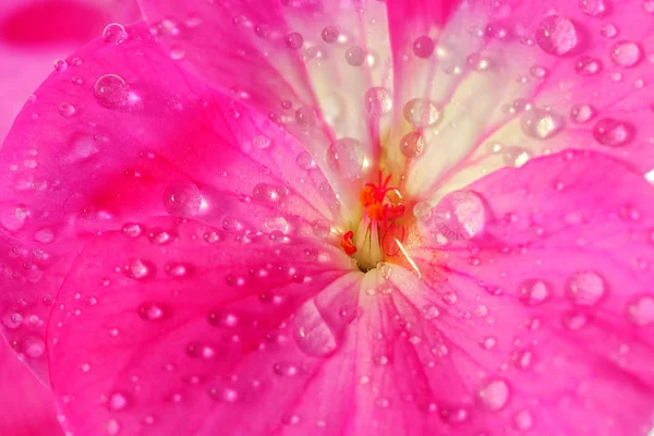 Pink geranium flower with drops of dew or water on the petals. Close-up of indoor plants in full screen. — Stock Photo, Image