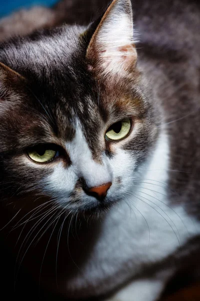 Retrato de um gato nobre sobre um fundo preto. Animal de estimação bem conservado. Branco para o designer — Fotografia de Stock