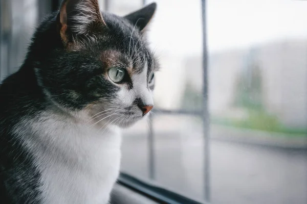 Sad cat sits at the window and looks out into the street. Pet theme with space to copy