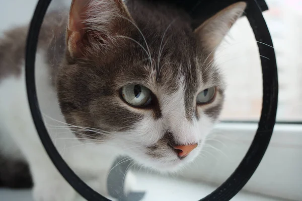 Pet cat in a veterinary collar close-up — Stock Photo, Image