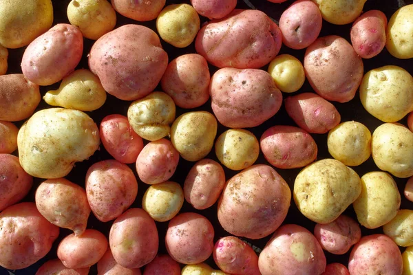 Placer Pure Large Potatoes White Red Varieties Farmer Natural Vegetable — Stock Photo, Image