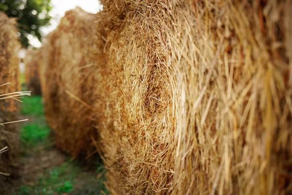 Balle Fieno Primo Piano Una Giornata Sole Raccolta Cereali Luminoso — Foto Stock