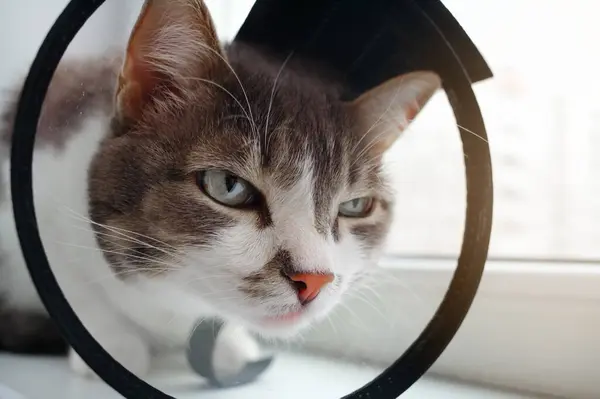 Hermoso Gato Mascota Collar Veterinario Después Cirugía Cerca Cuidando Las — Foto de Stock