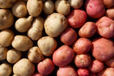Ekranda taze patates var. Beyaz ve kırmızı patates çeşitleri. 