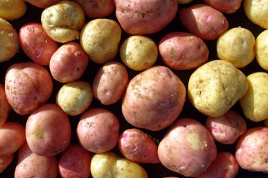 Saf ve büyük beyaz ve kırmızı patateslerden oluşan bir yer. Bir çiftçinin doğal sebzesi. Üst görünüm