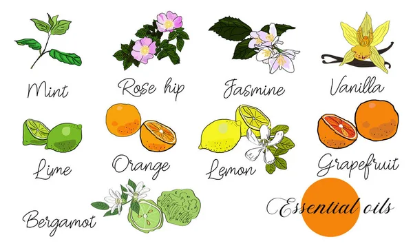Çizilmiş temel yağlar tasarım kümesi vektör. Paket tasarım fikri. Nane, rose hips, Yasemin, vanilya, limon, portakal, limon, greyfurt, bergamot.