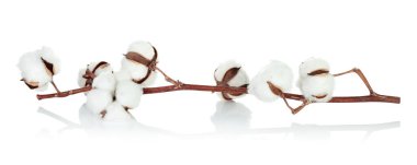 Şeffaf bir arkaplanda çiçekli pamuk dalı, doğal çevre dostu bitki, kurumuş çiçek unsuru, tasarım ve dekorasyon için model şablonu. Tam odaklı fotoğraf