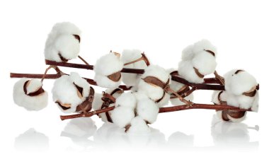 Yumuşak yüne benzeyen pamuk çiçekli pamuk dalı, şeffaf bir arkaplanda izole edilmiş, keskin detaylar ve doku için tam odaklanma