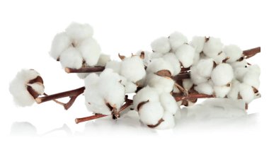 Yumuşak yüne benzeyen pamuk çiçekli pamuk dalı, şeffaf bir arkaplanda izole edilmiş, keskin detaylar ve doku için tam odaklanma