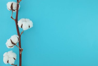 Mavi arkaplanda kabarık beyaz çiçekli pamuk dalı, sağ tarafta kopya alanı olan sol kompozisyon. Asgari biçim, temiz tasarım, tam odaklanma