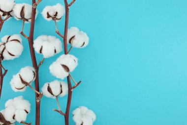 Mavi arkaplanda kabarık beyaz çiçekli pamuk dalı, sağ tarafta kopya alanı olan sol kompozisyon. Asgari biçim, temiz tasarım, tam odaklanma