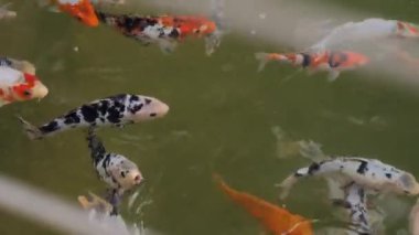 Balıklar gölde yüzer.
