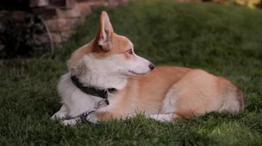 Köpek çimenlerin üzerinde yatıyor.