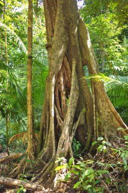 Bir ağaç asalağının kökleri ve diğer ağaç gövdesi.