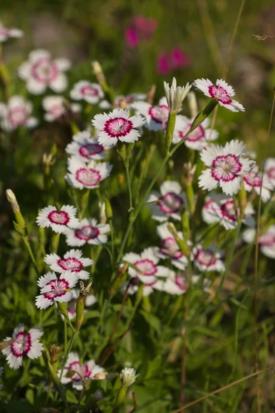 Blommor vita med rosa nejlikor — Stockfoto