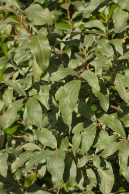 Gümüş yaprakları