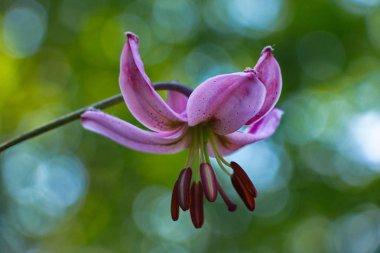 pembe bir Zambak çiçeği