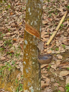 Lastik üretimi için hevea ağacından meyve suyu toplama süreci