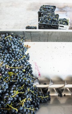 Grape crushing machine in a winery.  clipart