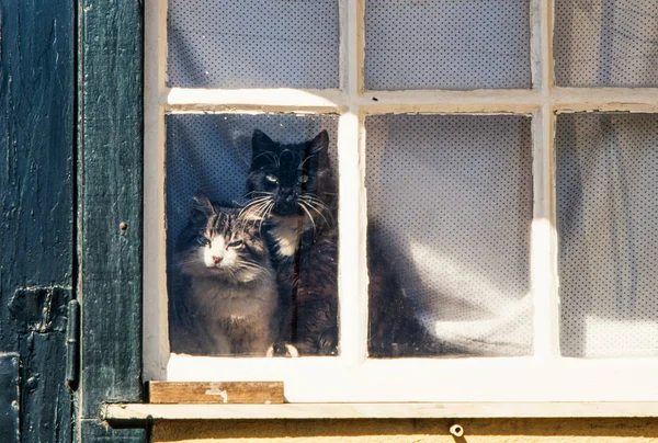 Две Кошки Смотрят Винтажное Окно Солнечный Дневной Свет Старом Окне — стоковое фото