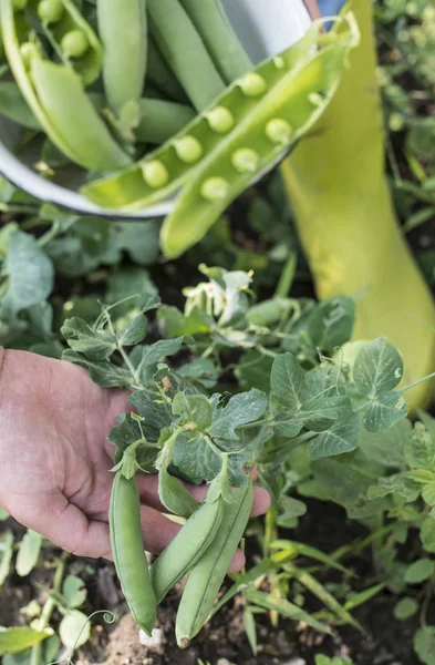 Cueillette Pois Dans Jardin Fermez Les Haricots Verts Lumière Jour — Photo