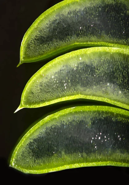 Aloe Vera Plasterki Ułożone Pokładzie Ciemny Żel Liści Aloesu Koncepcja — Zdjęcie stockowe