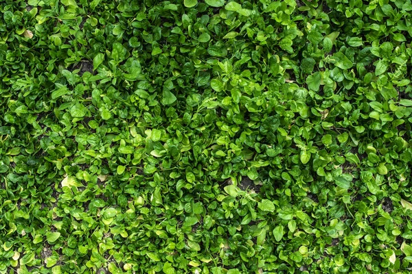 Épinards dans la ferme biologique. Jardin intérieur . — Photo