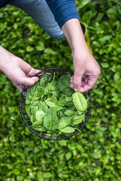Гарднер собирает шпинат на органической ферме — стоковое фото