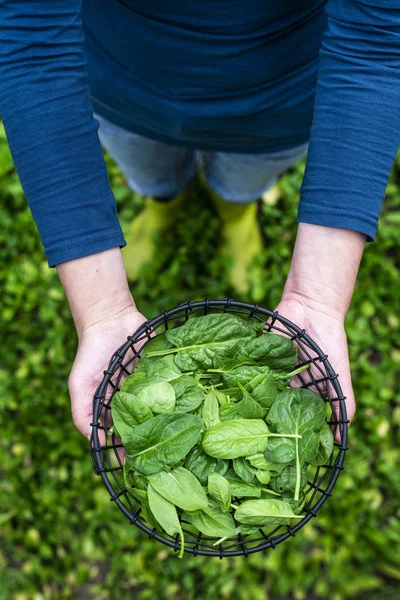 Gärtner pflückt Spinat im Biobauernhof — Stockfoto