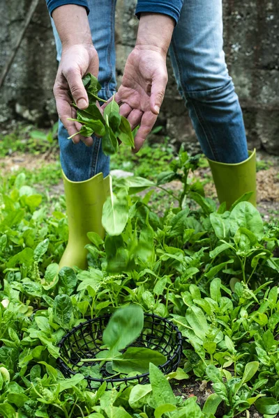 Gardner raccoglie gli spinaci in azienda biologica — Foto Stock