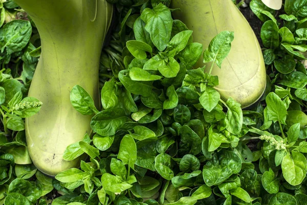 Épinards dans la ferme biologique. Jardin intérieur . — Photo