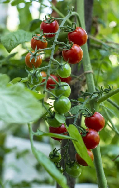 Черри помидоры на небольшой органической ферме. Биоовощная концепция. Хо — стоковое фото