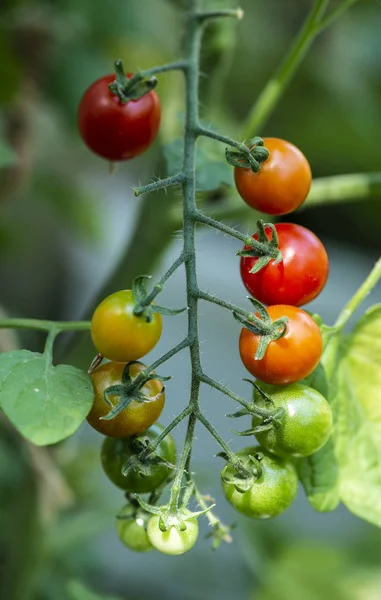 Pomodori ciliegia in piccola azienda biologica. Concetto bio vegetale. Ho! — Foto Stock