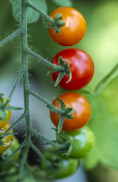 Pomodori ciliegia in piccola azienda biologica. Concetto bio vegetale. Ho! — Foto Stock