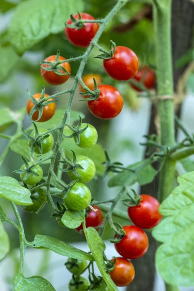 Pomodori ciliegia in piccola azienda biologica. Concetto bio vegetale. Ho! — Foto Stock