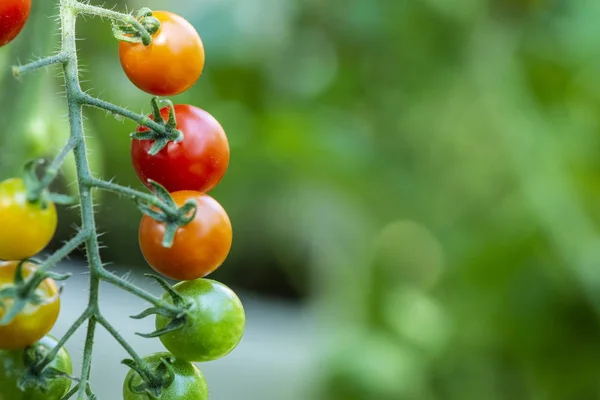 Pomodori ciliegia in piccola azienda biologica. Concetto bio vegetale. Ho! — Foto Stock