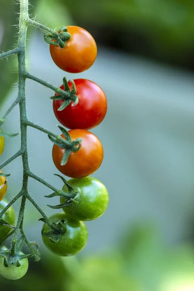 Tomates cerises dans une petite ferme biologique. Concept de bio légume. Ho ! — Photo