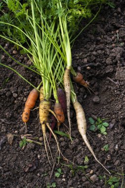 Küçük organik çiftlikteki havuç. Kadın çok renkli havuç 