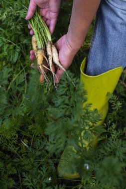 Küçük organik çiftlikteki havuç. Kadın çiftçi çok renkli tutun