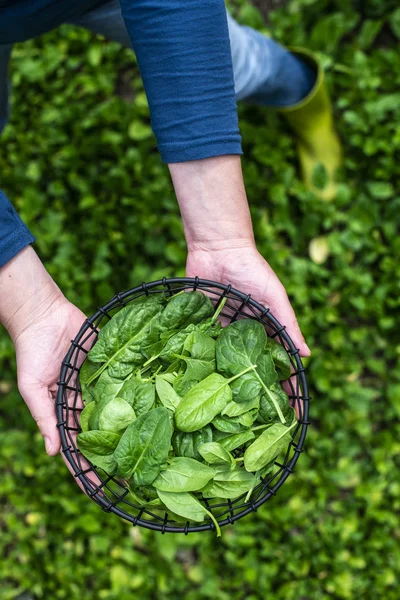 Gardner picking spinach in organic farm — Stock Photo, Image